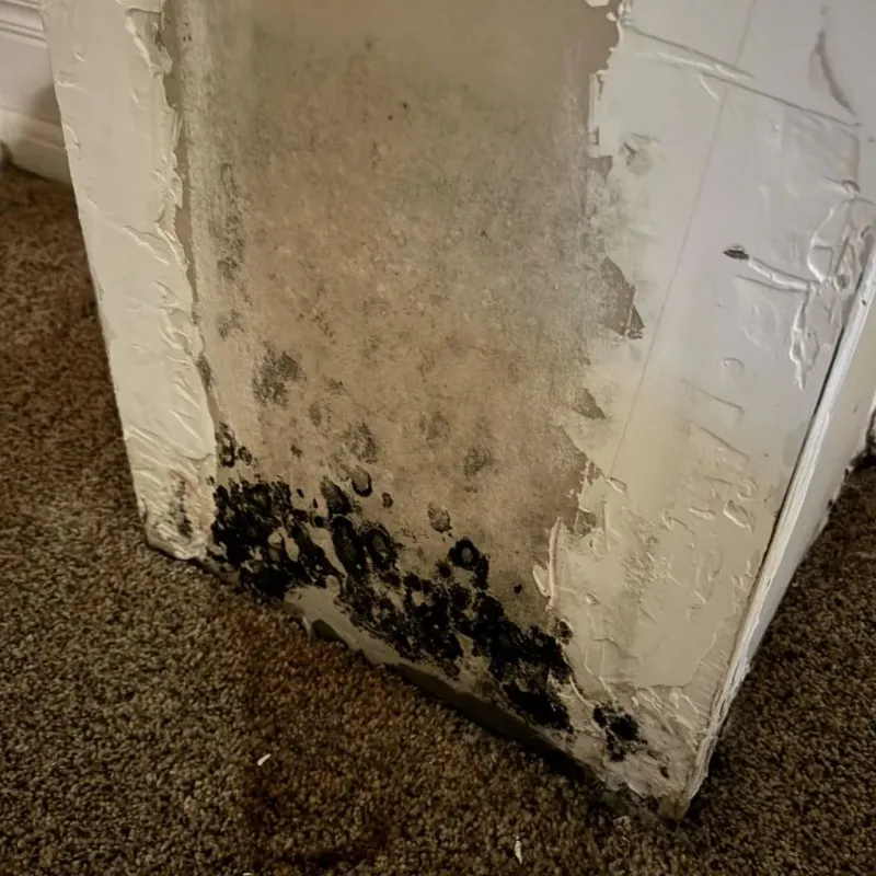 Professional Mold Removal in Santa Anna, TX